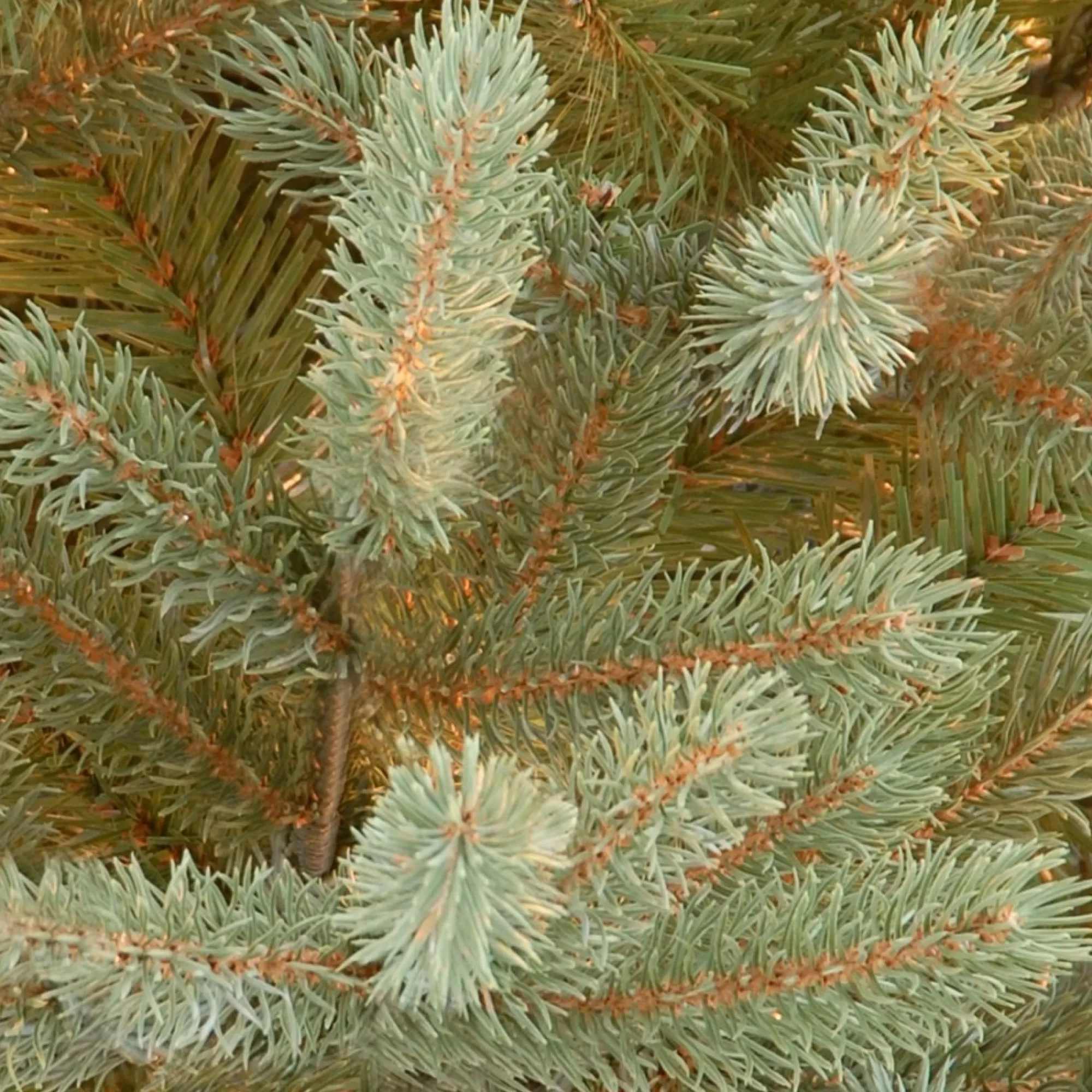 Flash Sale 9' Norway Fir Artificial Christmas Tree – Unlit Unlit